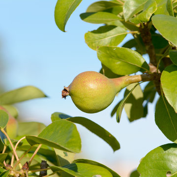 Pears growing on tree