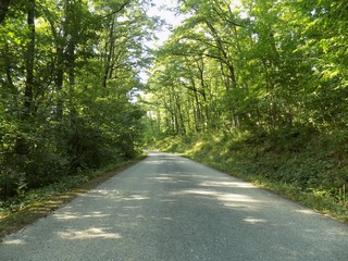 Road in deciduous forest