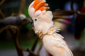 Orange cockatoo in park.