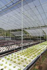 oak leaf lettuce farmland