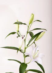 Fototapeta na wymiar Beautiful white lilies on a white background