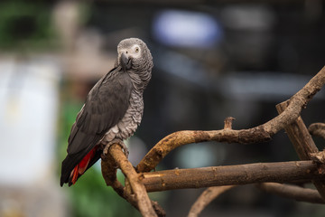 African Grey Parrot.