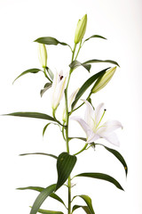 Beautiful white lilies on a white background