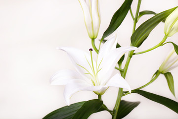 Fototapeta premium Beautiful white lilies on a white background