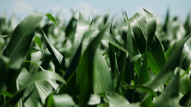 HD 1080 stock footage: corn fields at sunny late summer day waving on wind; no people
