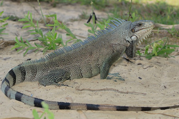 Iguana lizard portrait macro, close-up