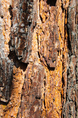 Sunlit bark of a pine tree