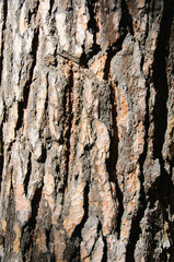 Brown bark of a pine tree