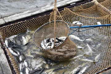 Salmon fishing season in Arctic