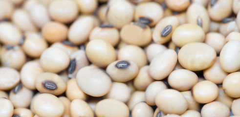 Fototapeta na wymiar Soy beans macro