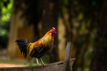 Colorful rooster standing on the ground.