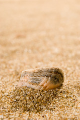 sea shells with sand as background
