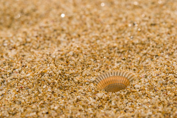 sea shells with sand as background