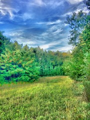 Obraz premium blue sky over the forest