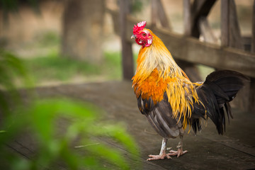 Colorful rooster standing on the ground.