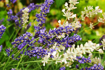 Branches of flowering lavender