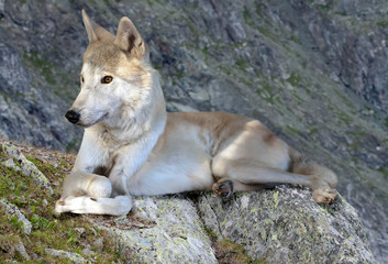 Gray wolf lays on rock