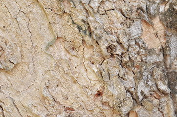 Close up of tree bark texture