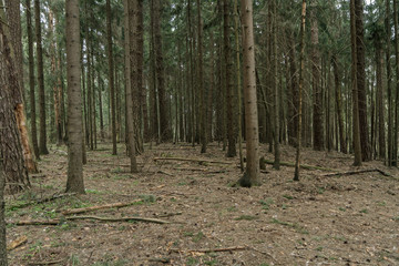 Old forest in summer