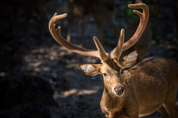 Portrait of red deer in forest.