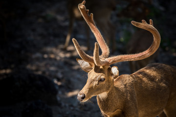 Portrait of red deer in forest.
