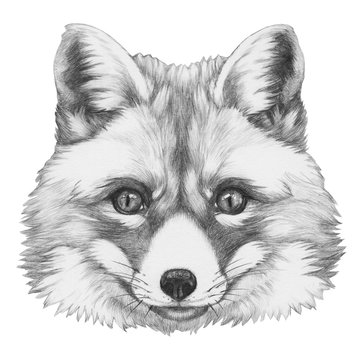 Original drawing of Fox. Isolated on white background