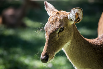 Portrait of red deer in forest.