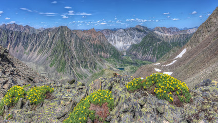 Naklejka na ściany i meble Yellow flowers (Potentilla biflora) on a background of mountain ranges