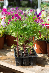 рассада цветы в пластиковых контейнрах