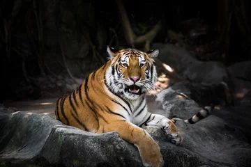 Keuken foto achterwand Tijger Bengal tiger
