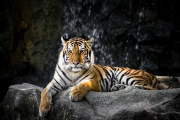 Keuken foto achterwand Tijger Bengaalse tijger