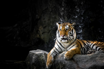 Fototapeta premium Bengal tiger