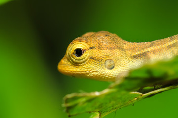 Iguana on a nature background.
