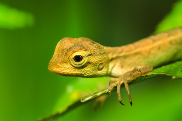 Iguana on a nature background.