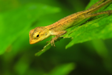 Iguana on a nature background.
