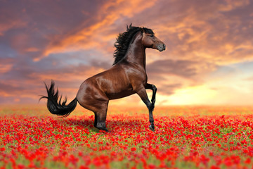 Horse rearing up in poppy field