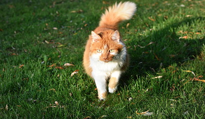 chat