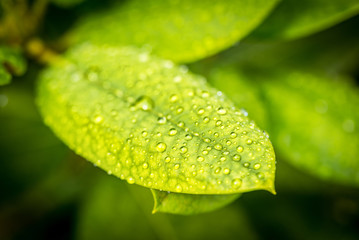 water drops on green leaves