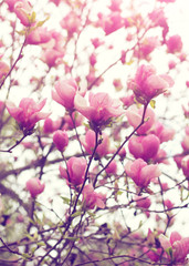 Magnolia tree blossom