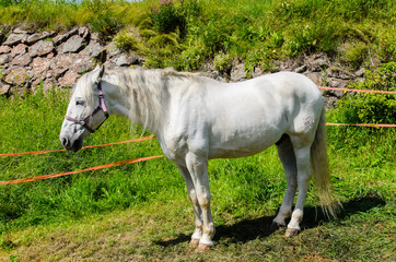 Obraz na płótnie Canvas The white horse stands on green grass.