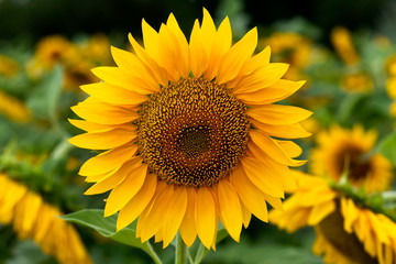 Obraz premium sunflower field