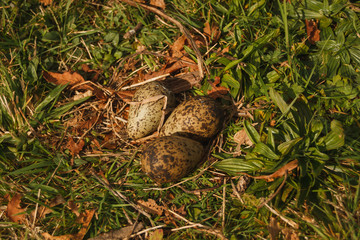 abandoned nest with three eggs lapwing
