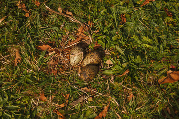 abandoned nest with three eggs lapwing