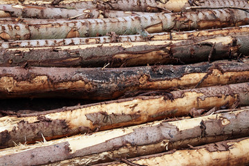 Forest pine trees logs background felled by the logging timber industry