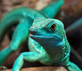 Basiliscus