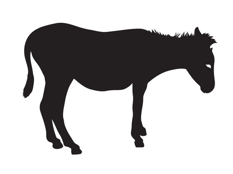 black silhouette of donkey