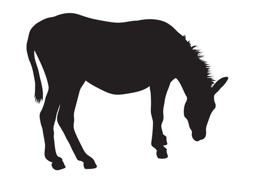 black silhouette of donkey