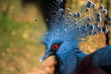 Blue bird animal, blue peacock.