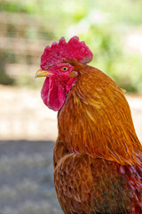 Cock