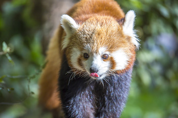 Le Renard de Feu